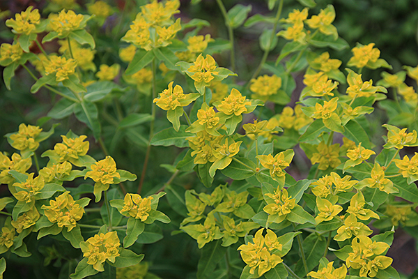Euphorbe corallioides Euphorbe corallioides