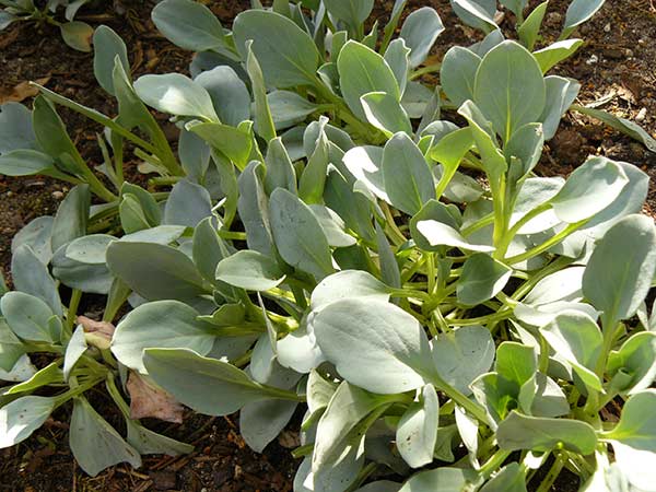 Mertensia maritima