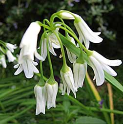 Allium triquetrum