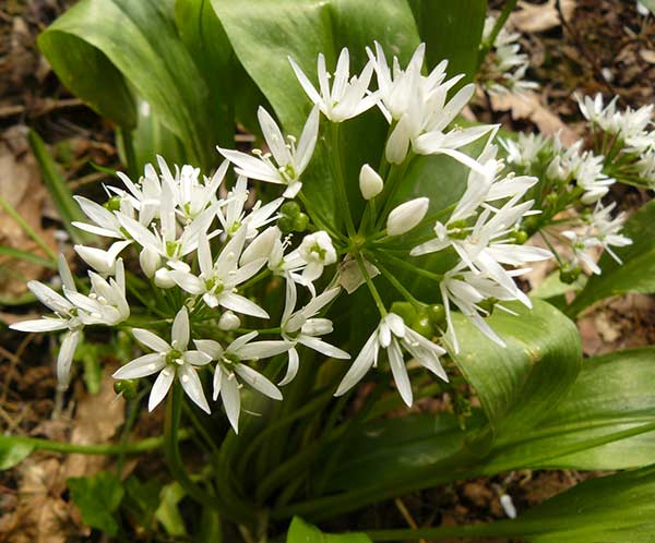 Allium ursinum (Ail des ours)