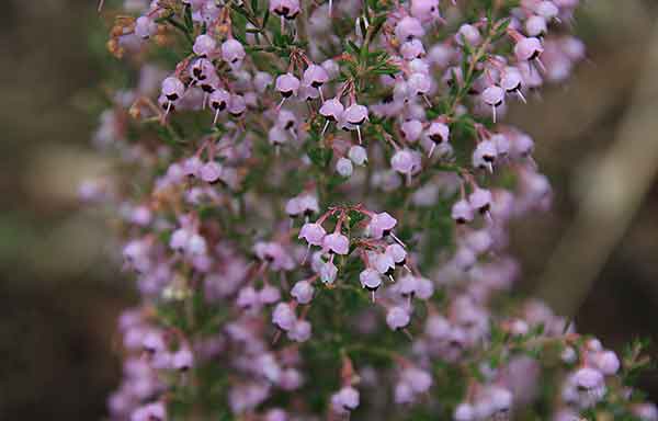 Erica canaliculata