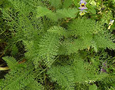  Achillea crithmifolia (feuillage)