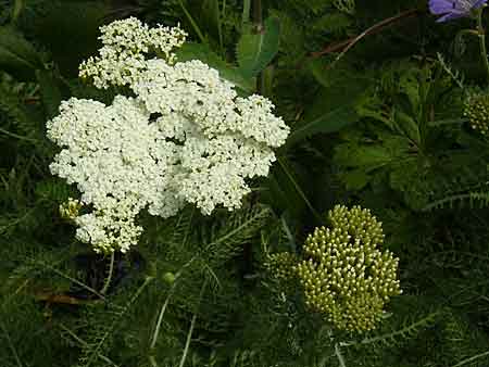  Achillea crithmifolia (floraison)