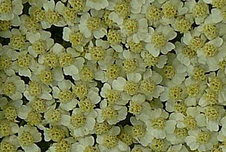 Achillea crithmifolia (les fleurs en ombelles)