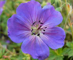 Géranium ‘Rozanne' Géranium ‘Rozanne'