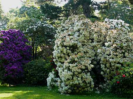 Des Rhododendrons à l'entrée de Rowallane