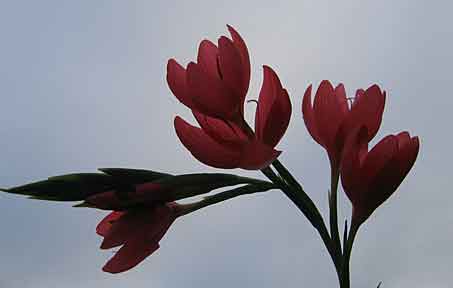 Schizostylis coccinea Schizostylis coccinea