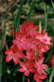 Schizostylis coccinea Schizostylis coccinea