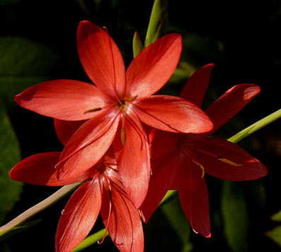 Schizostylis coccinea Schizostylis coccinea