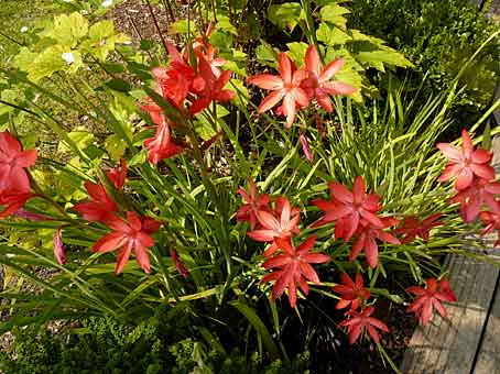Schizostylis coccinea Schizostylis coccinea
