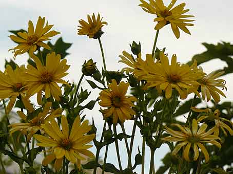 Silphium perfoliatum Silphium perfoliatum