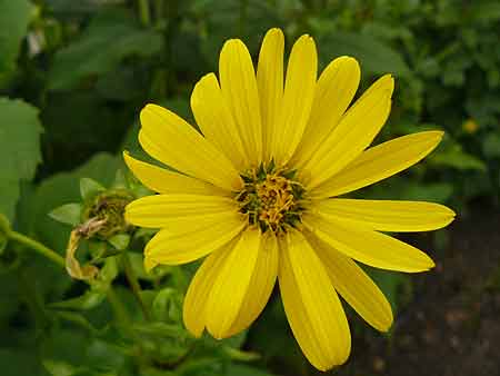 Silphium perfoliatum Silphium perfoliatum
