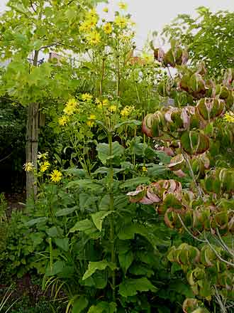 Silphium perfoliatum Silphium perfoliatum