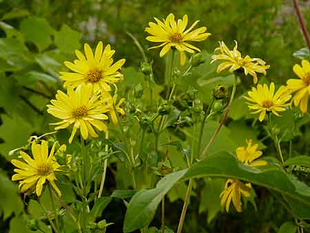 Silphium perfoliatum Silphium perfoliatum