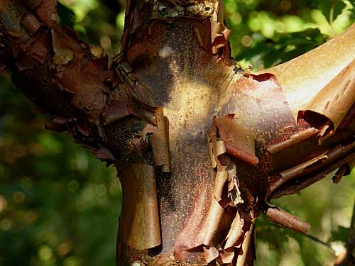 Acer griseum Acer griseum