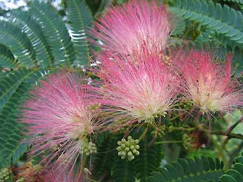 Albizia Julibrissin ‘Ombrella'