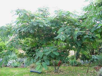 Albizia Julibrissin 'Ombrella' Albizia Julibrissin 'Ombrella'