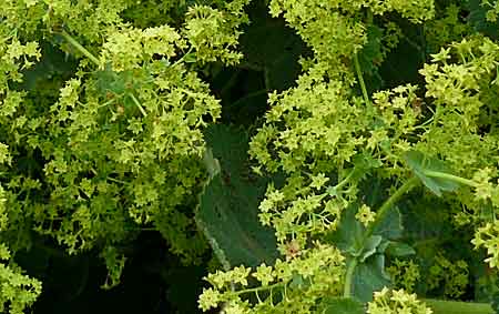 Alchemilla mollis