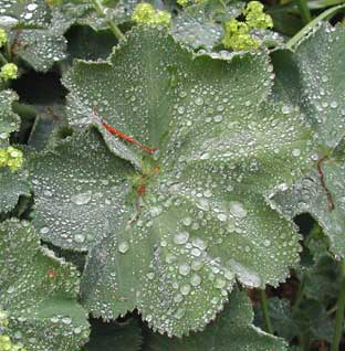 feuilles d'Alchemilla mollis