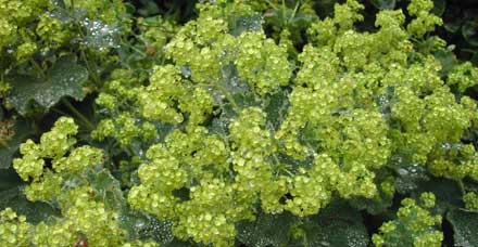 Alchemilla mollis 