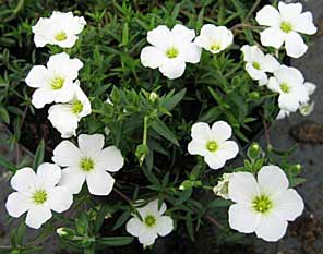 Arenaria montana Arenaria montana