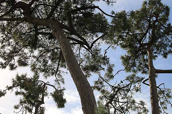 Les pins Les pins