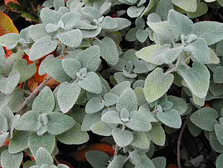 Ballota pseudodictamnus (Ballote) Ballota pseudodictamnus (Ballote)
