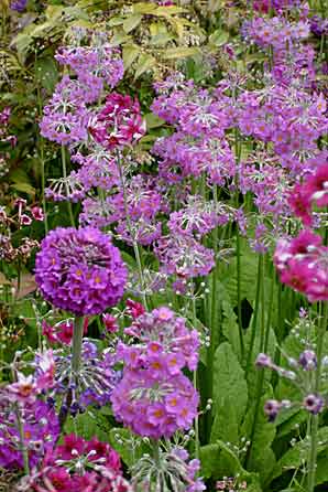 Primula