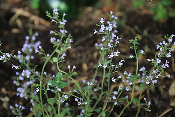 Calamintha nepeta ''Blue Cloud'