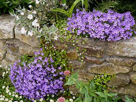 Campanula portenschlagiana Campanula portenschlagiana