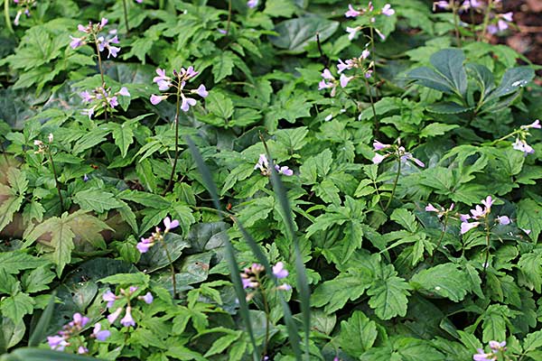 Cardamine quinquefolia Cardamine quinquefolia