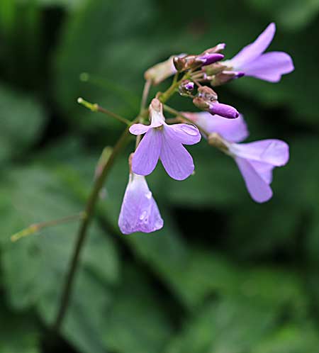 Cardamine quinquefolia Cardamine quinquefolia