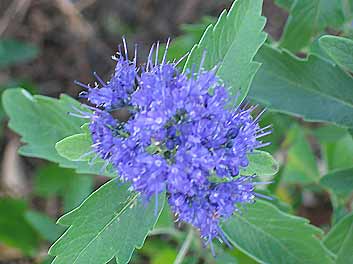 Caryopteris x clandonensis 'Grand bleu'