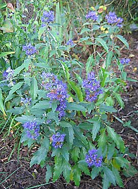Caryopteris x clandonensis 'Grand bleu'