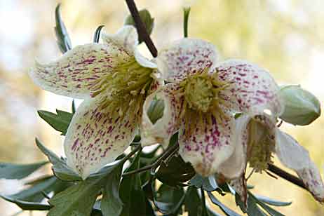 2 fleurs de la clématite cirrhosa 'Balearica' 
