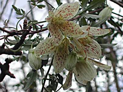 Clematis cirrhosa var. balearica