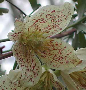 Clematis cirrhosa var. balearica