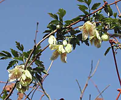 Clematis cirrhosa var. balearica