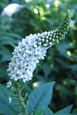 Lysimachia clethroides