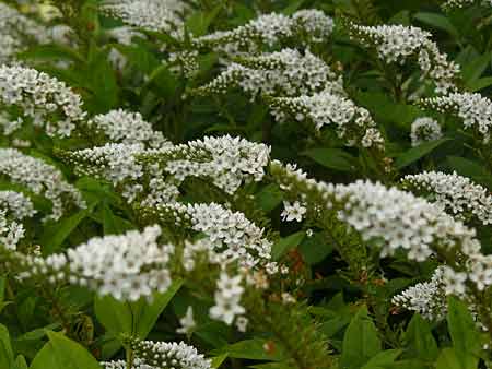 Lysimachia clethroides