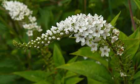 Lysimachia clethroides