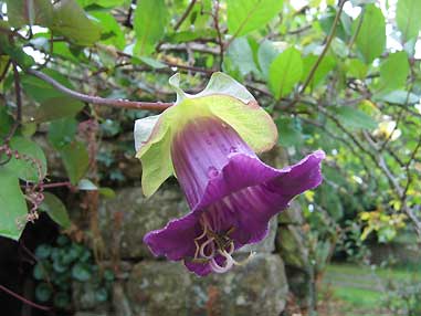 Cobaea scandens (cobée)