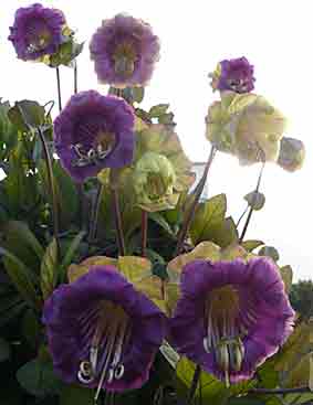 Cobaea scandens (cobée)