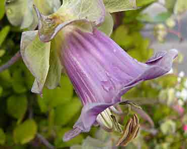Cobaea scandens (cobée)