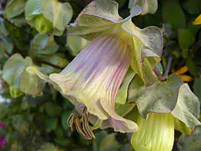Cobaea scandens (cobée)