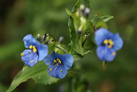Commelina coelestis Commelina coelestis