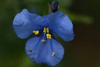 Commelina coelestis Commelina coelestis