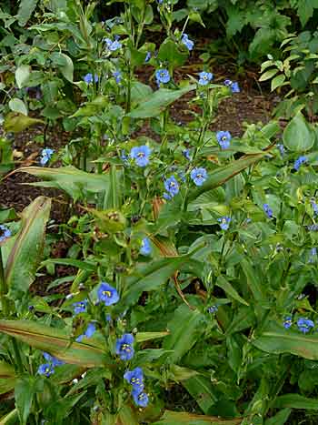 Commelina coelestis