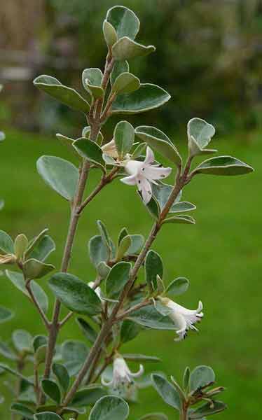 Le Correa alba 'Rosea'