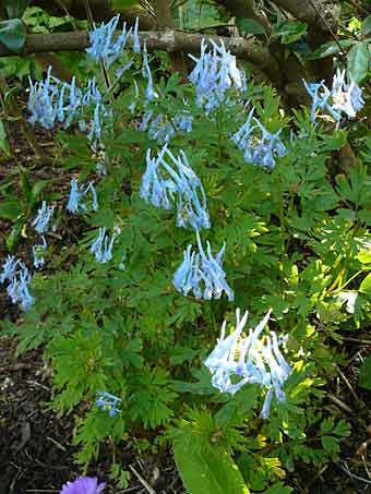 Corydalis flexuosa Corydalis flexuosa